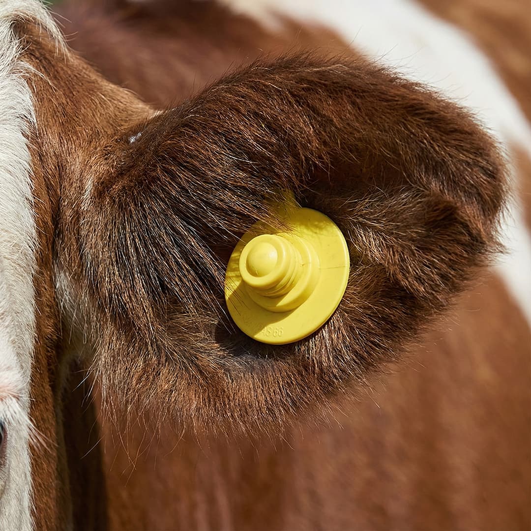 Bouton+Bouton 20 darab sárga szarvasmarha füljelző