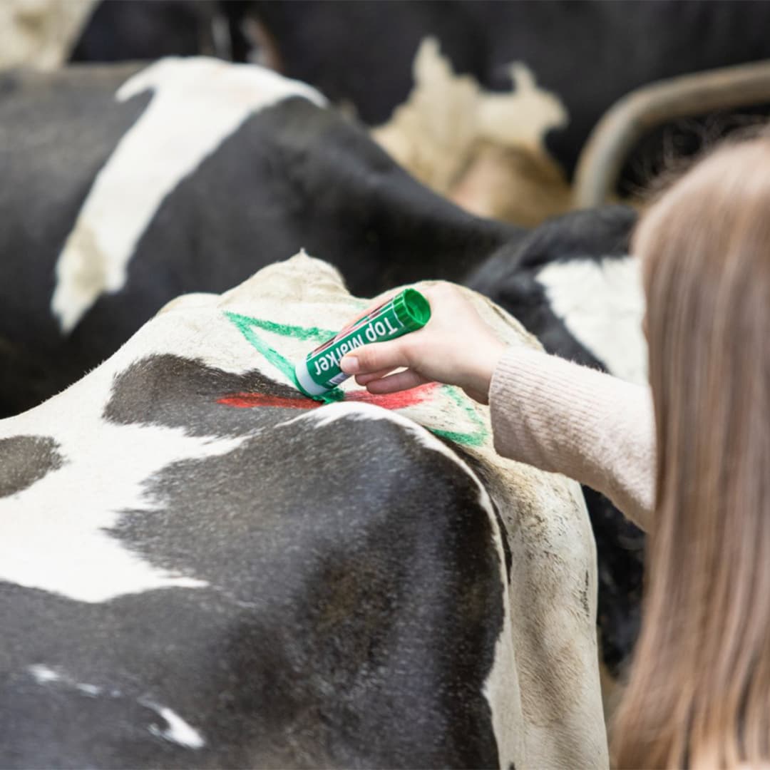 TopMarker zöld állatjelölő ceruza – 3. kép