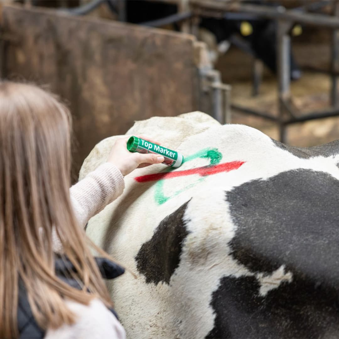 TopMarker zöld állatjelölő ceruza – 2. kép