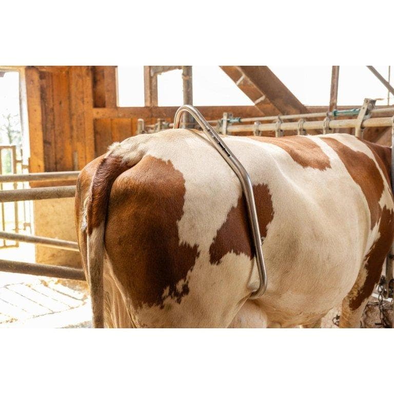 Easy szarvasmarha rögzítő eszköz – 6. kép